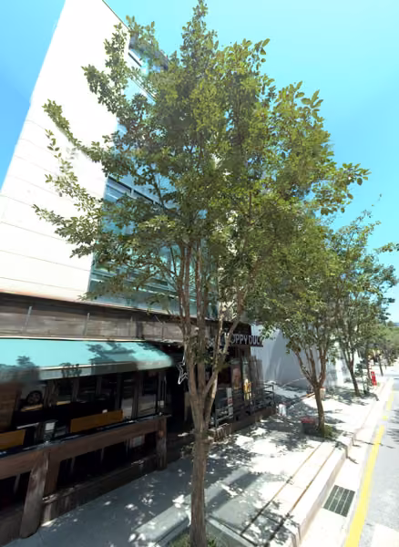 tree photo