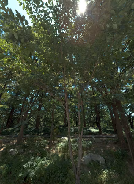 tree photo