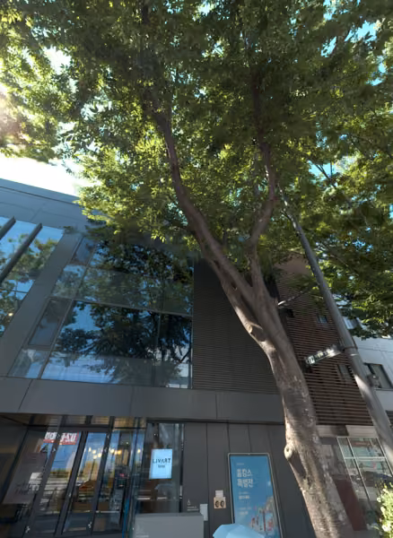 tree photo