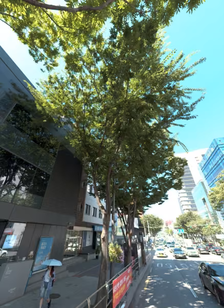 tree photo