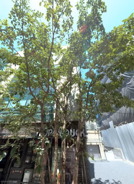 tree photo