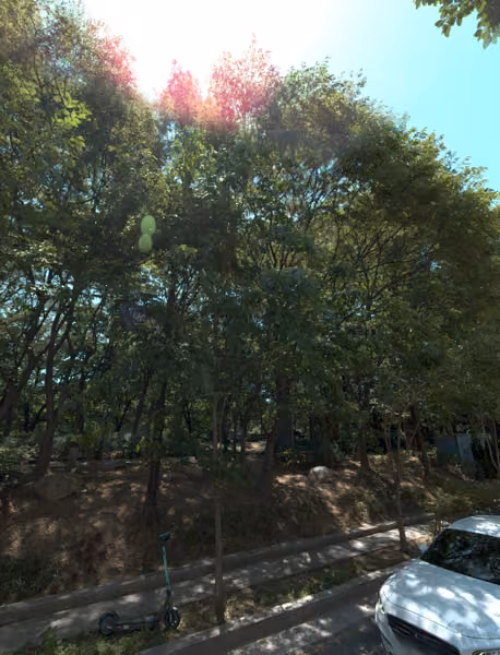 tree photo