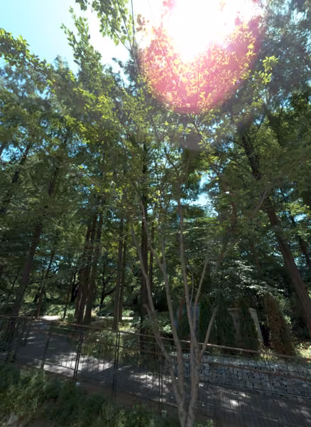 tree photo