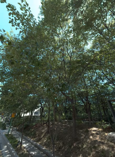 tree photo