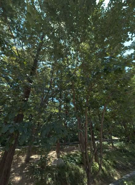 tree photo