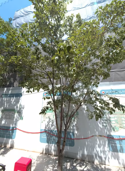 tree photo