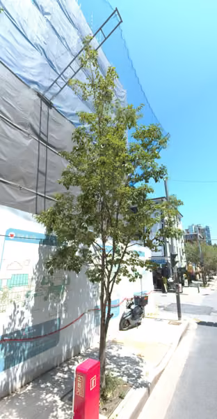 tree photo