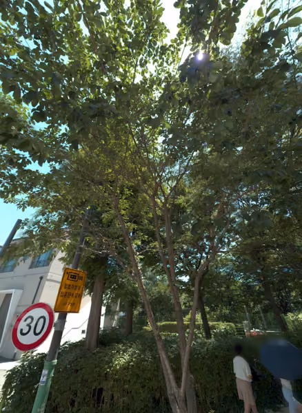 tree photo