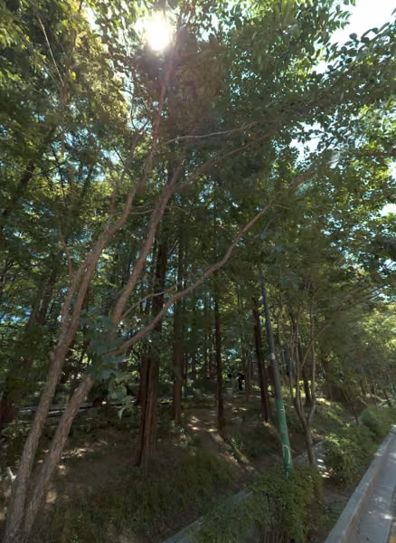 tree photo