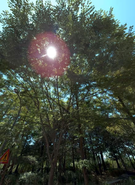 tree photo