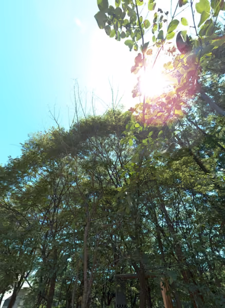 tree photo