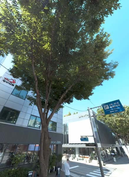 tree photo