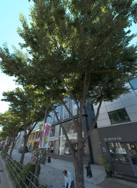 tree photo
