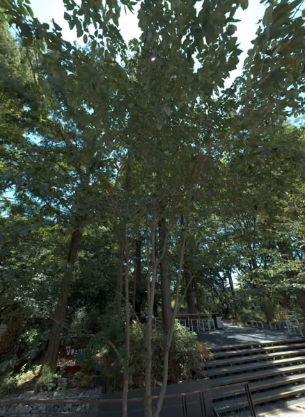 tree photo