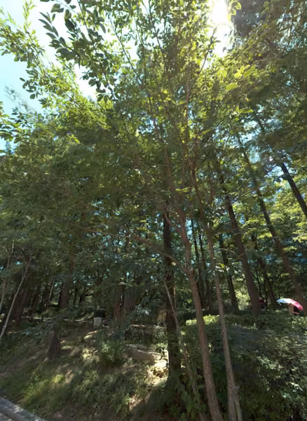 tree photo