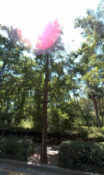 tree photo