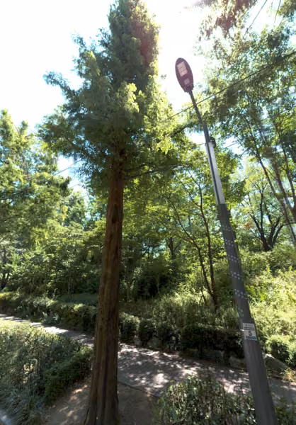 tree photo