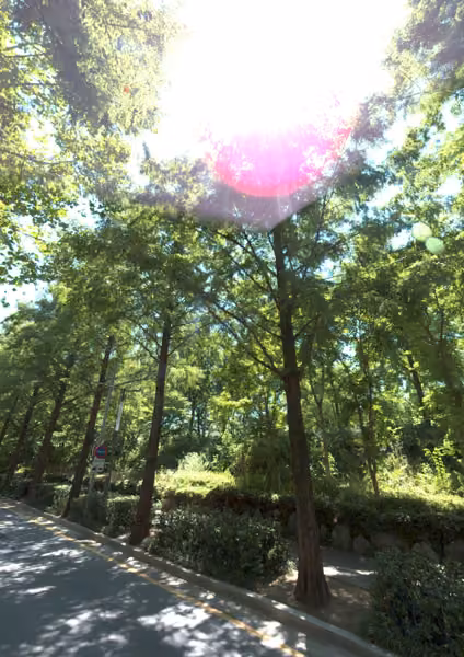 tree photo
