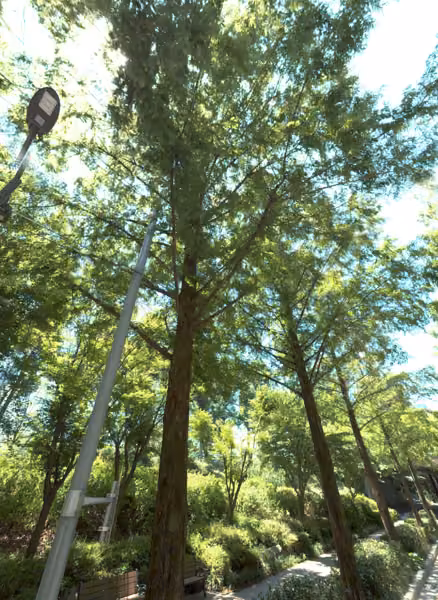 tree photo