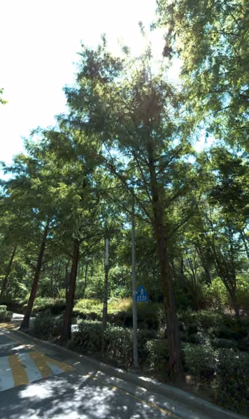 tree photo