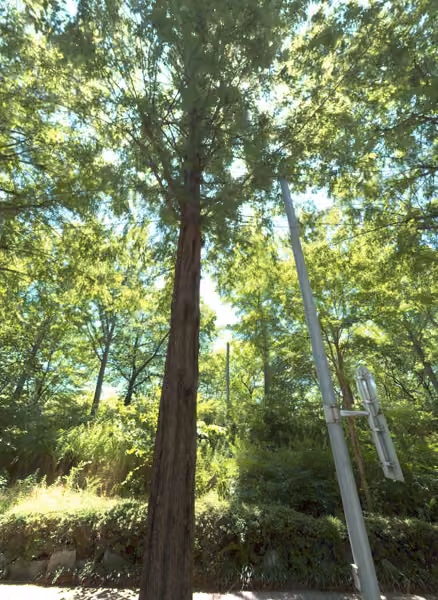 tree photo