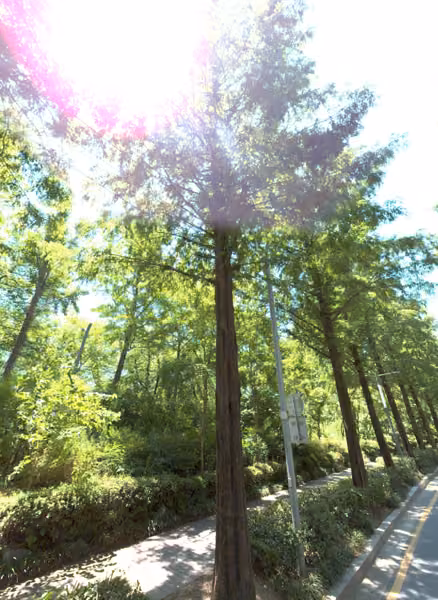 tree photo