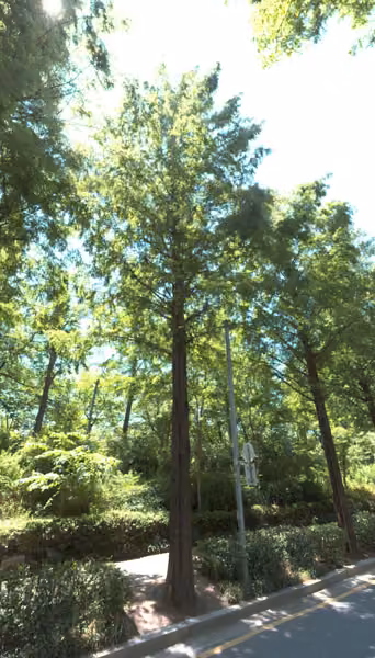 tree photo