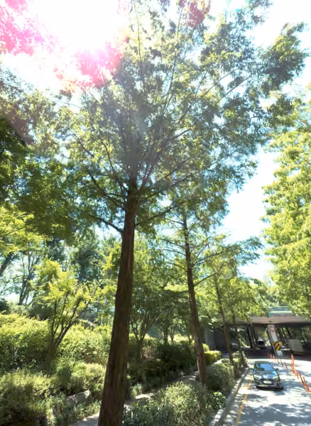 tree photo