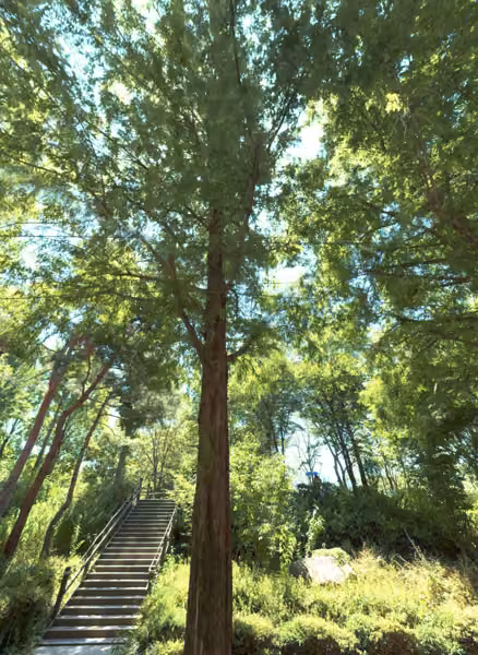 tree photo