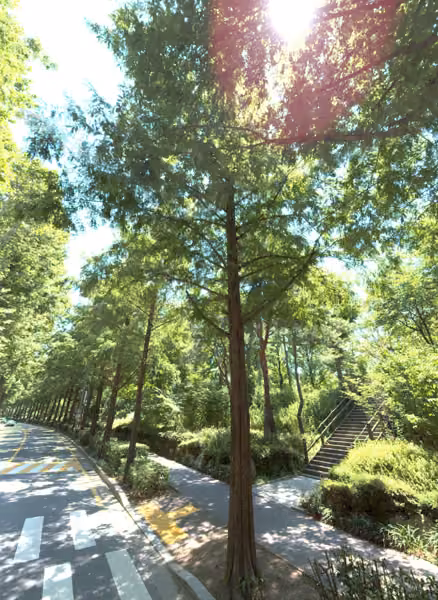 tree photo