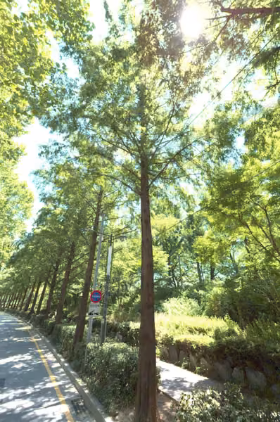 tree photo