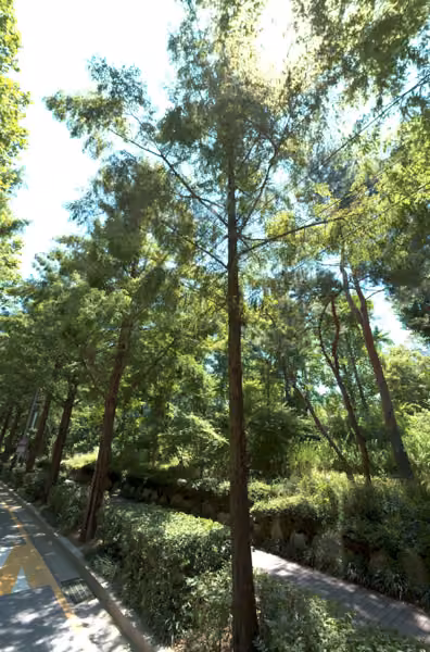 tree photo