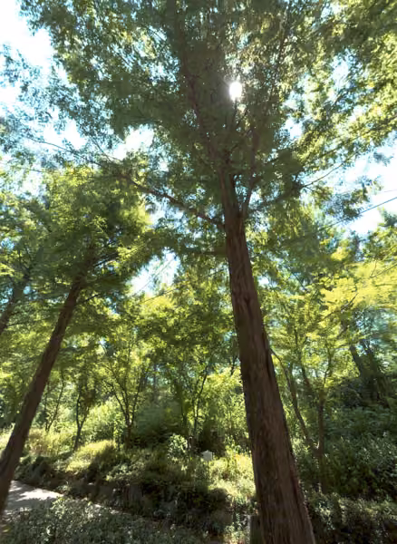 tree photo