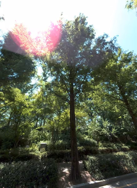 tree photo