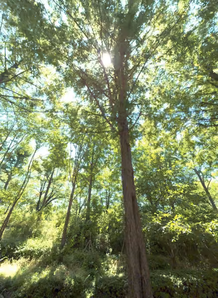 tree photo