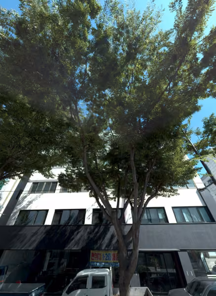 tree photo