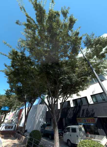 tree photo