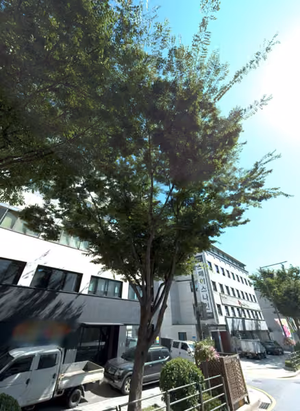 tree photo