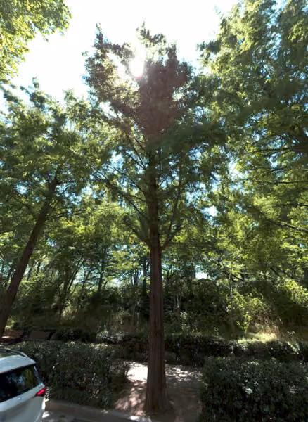 tree photo