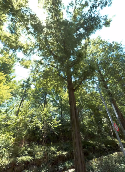 tree photo