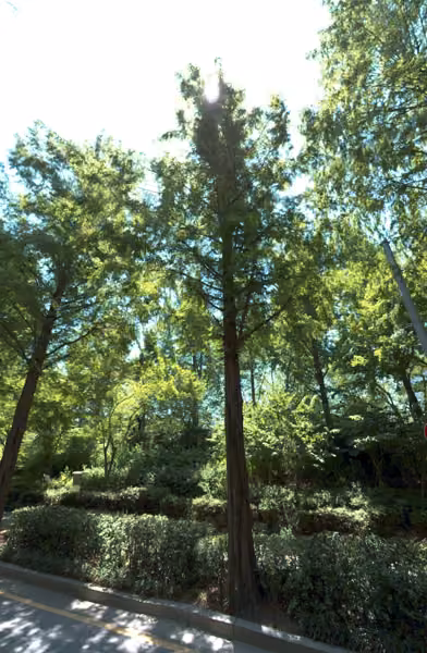 tree photo
