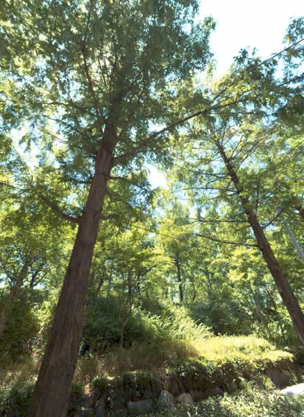 tree photo