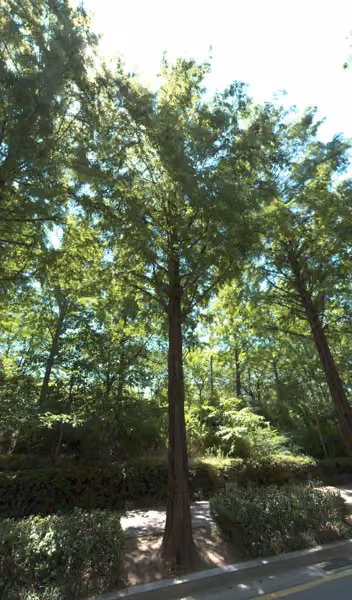 tree photo