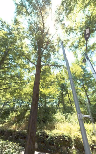 tree photo