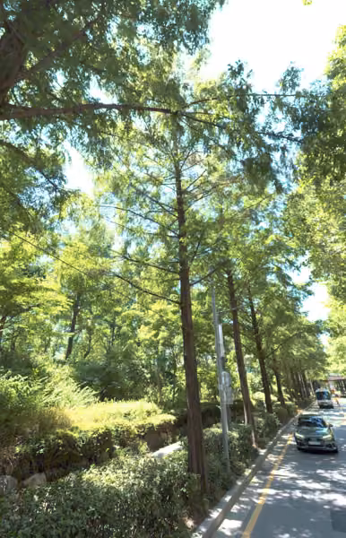 tree photo