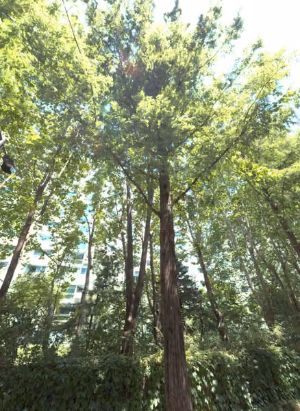 tree photo