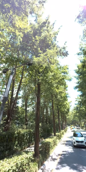 tree photo