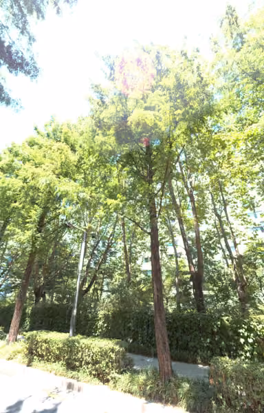 tree photo