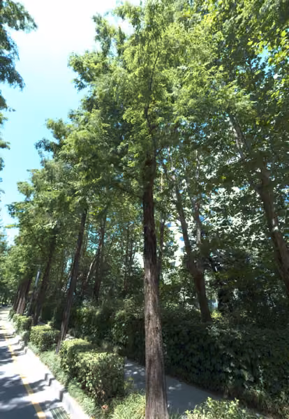 tree photo