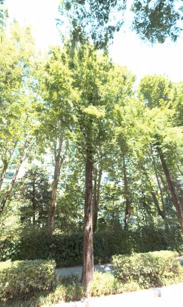 tree photo